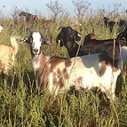 40515576_2192812744115109_31180211616785