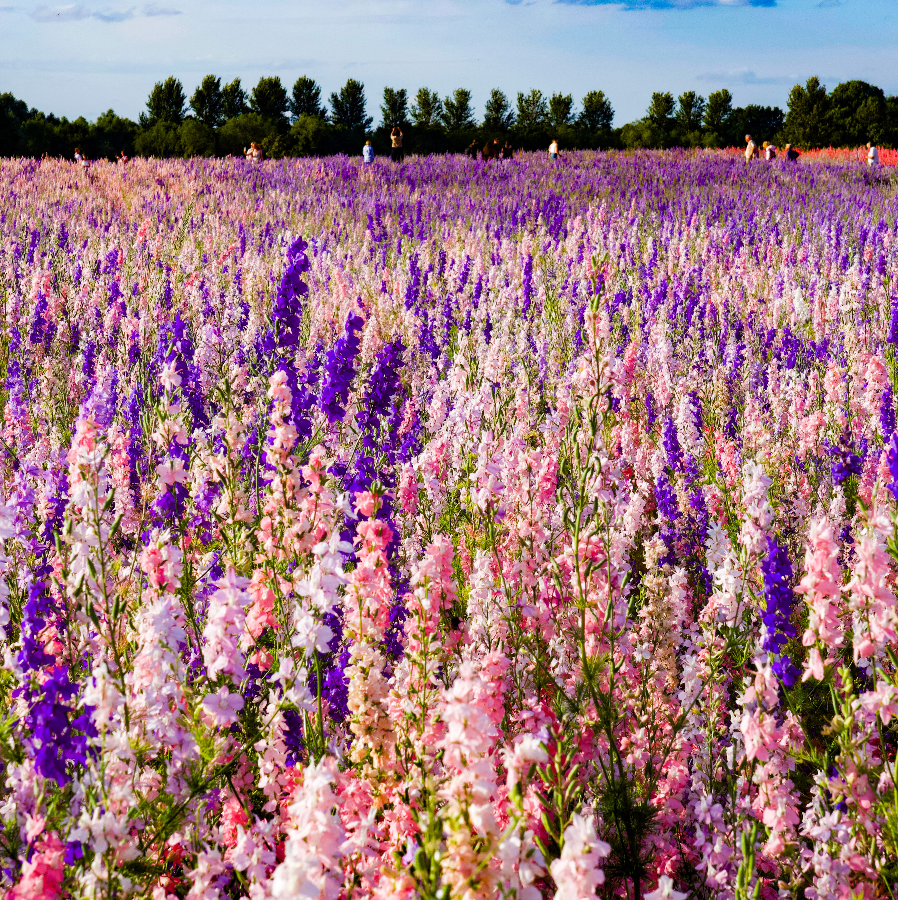 Confetti Flower Fields - 3