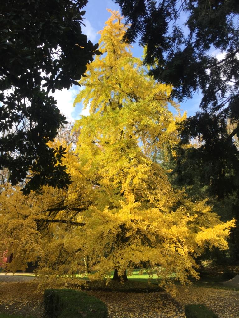 Ginko Biloba