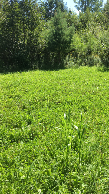 Thumbnail: Clover Blend Plus Chicory