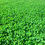 Thumbnail: Clover Blend