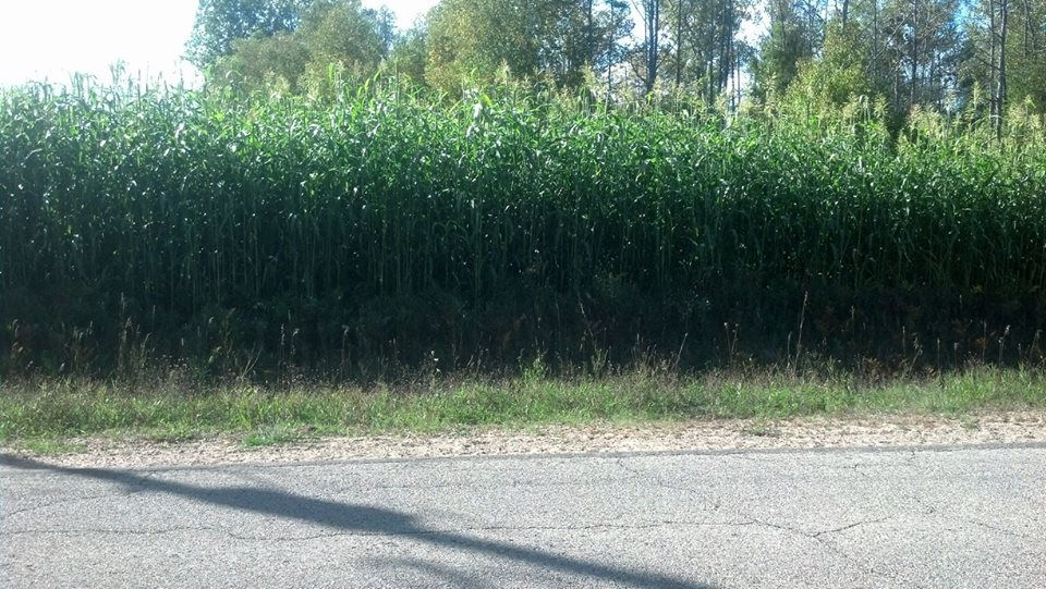 Thumbnail: Egyptian Wheat