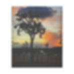 Desert Dispatch