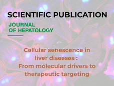 Journal of Hepatology - Cellular senescence in liver diseases : From molecular drivers to therapeutic targeting