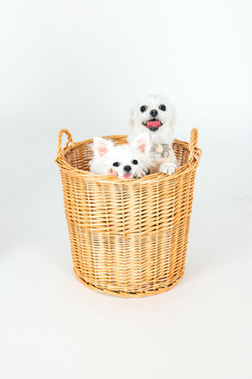 フォトスタジオエヌプラス,光市,フォトスタジオNplus,Nplus,エヌプラス,フォトスタジオ,山口県,光市フォトスタジオ,山口県フォトスタジオ,スタジオ撮影,
写真館,写真スタジオ,レンタルスタジオ,出張撮影,写真,中村印刷,中村印刷株式会社,ペット撮影,ロケーション撮影,犬