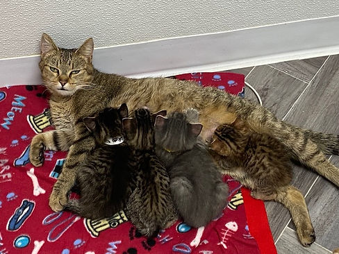 One of our momma cats.jpg