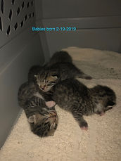 IMG_9212.jpeg