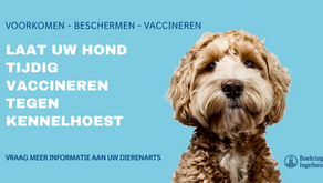 Mijn hond is besmet met Kennelhoest, wat moet ik doen?