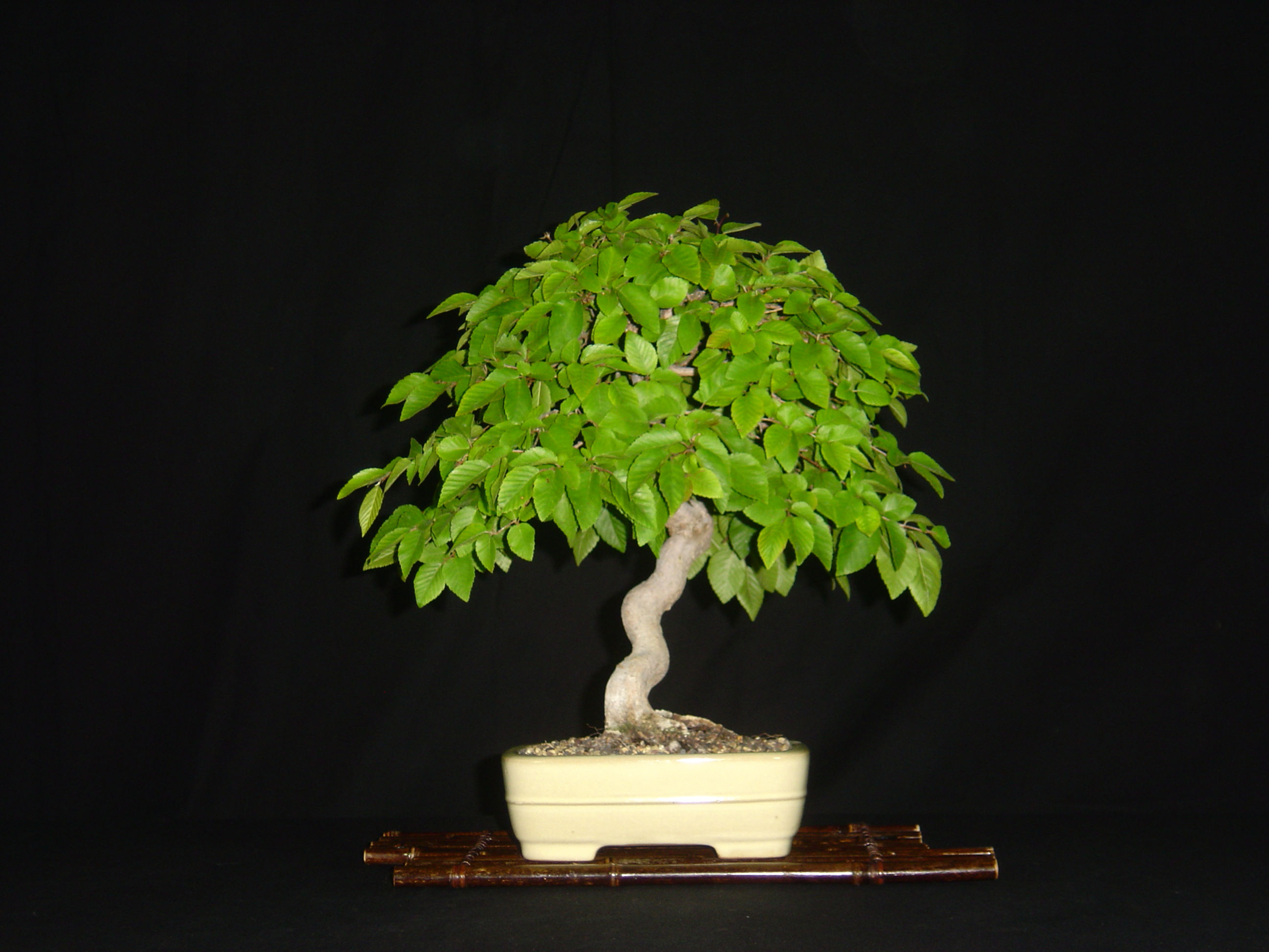18 year old Korean hornbeam