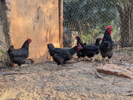 Découvrez les Bodolaises : Notre Race de Poules Pondeuses Uniques ! 🐓🥚