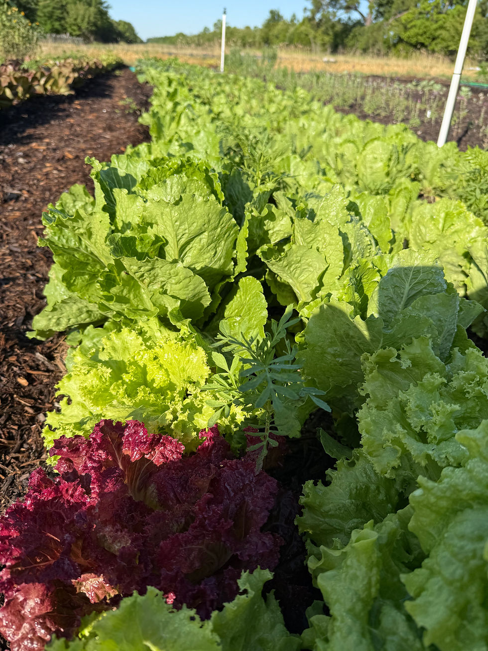 Thumbnail: Romaine Lettuce Mix