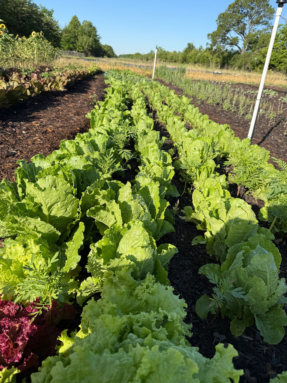 Thumbnail: Romaine Lettuce Mix