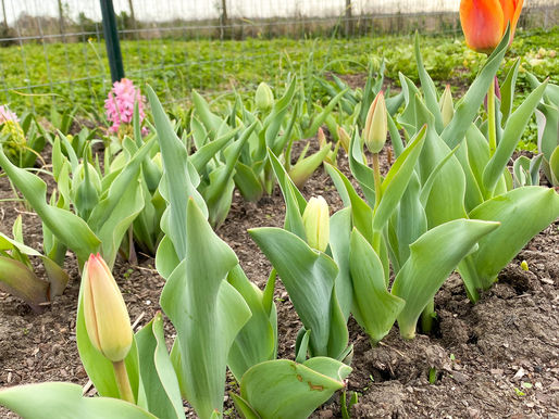 How to grow Tulips & Daffodils in Louisiana