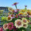 Thumbnail: Louisiana flower farm, haven flower farm, louisiana farmer florist, local flowers, louisiana subscription, gift flowers