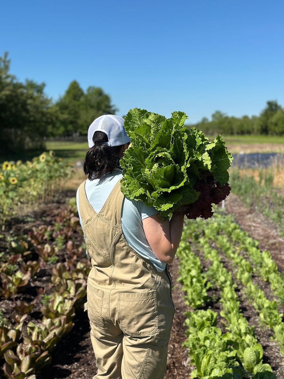 Thumbnail: Romaine Lettuce Mix