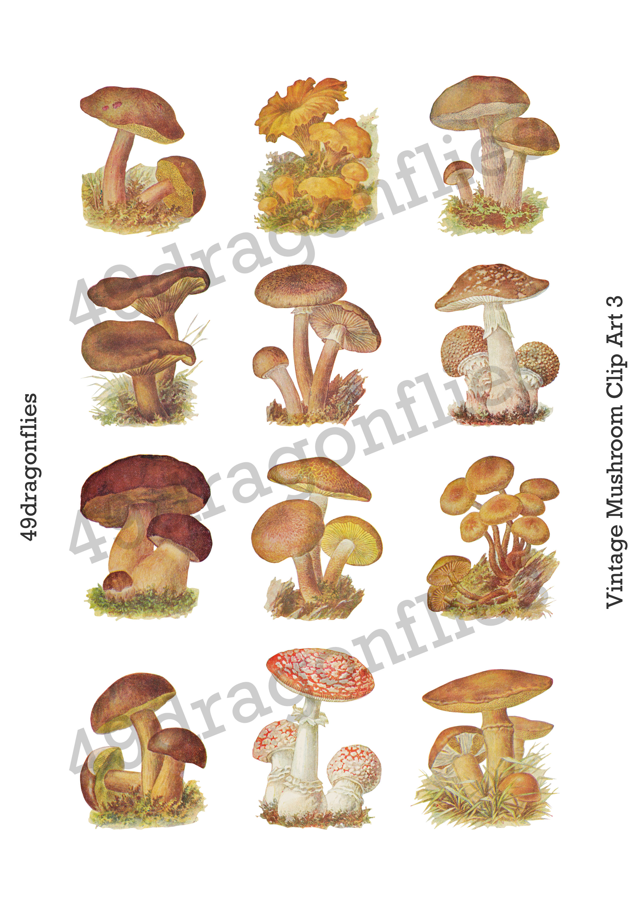 Vintage Mushroom Clip Art 3