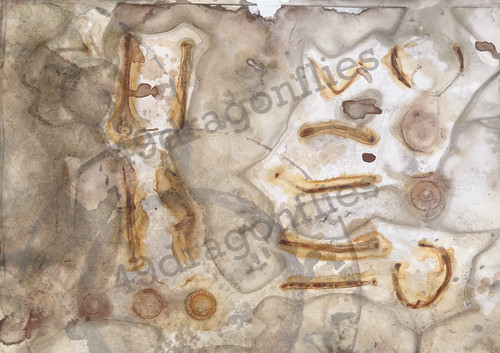 Rust Paper Backgrounds | 49dragonflies