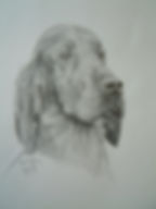 Jen's Setter.jpg