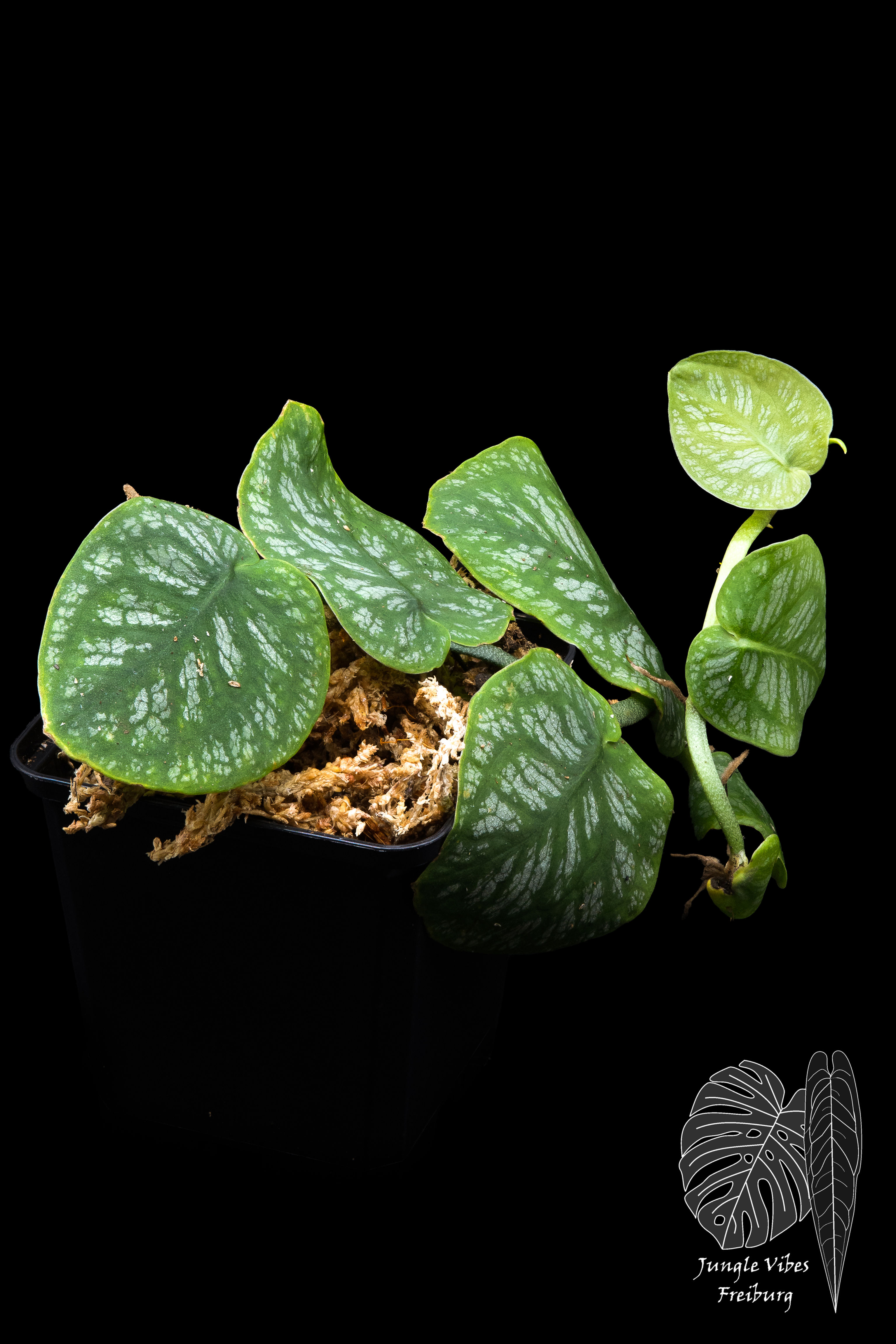 Monstera dubia - gut bewurzelter Ableger