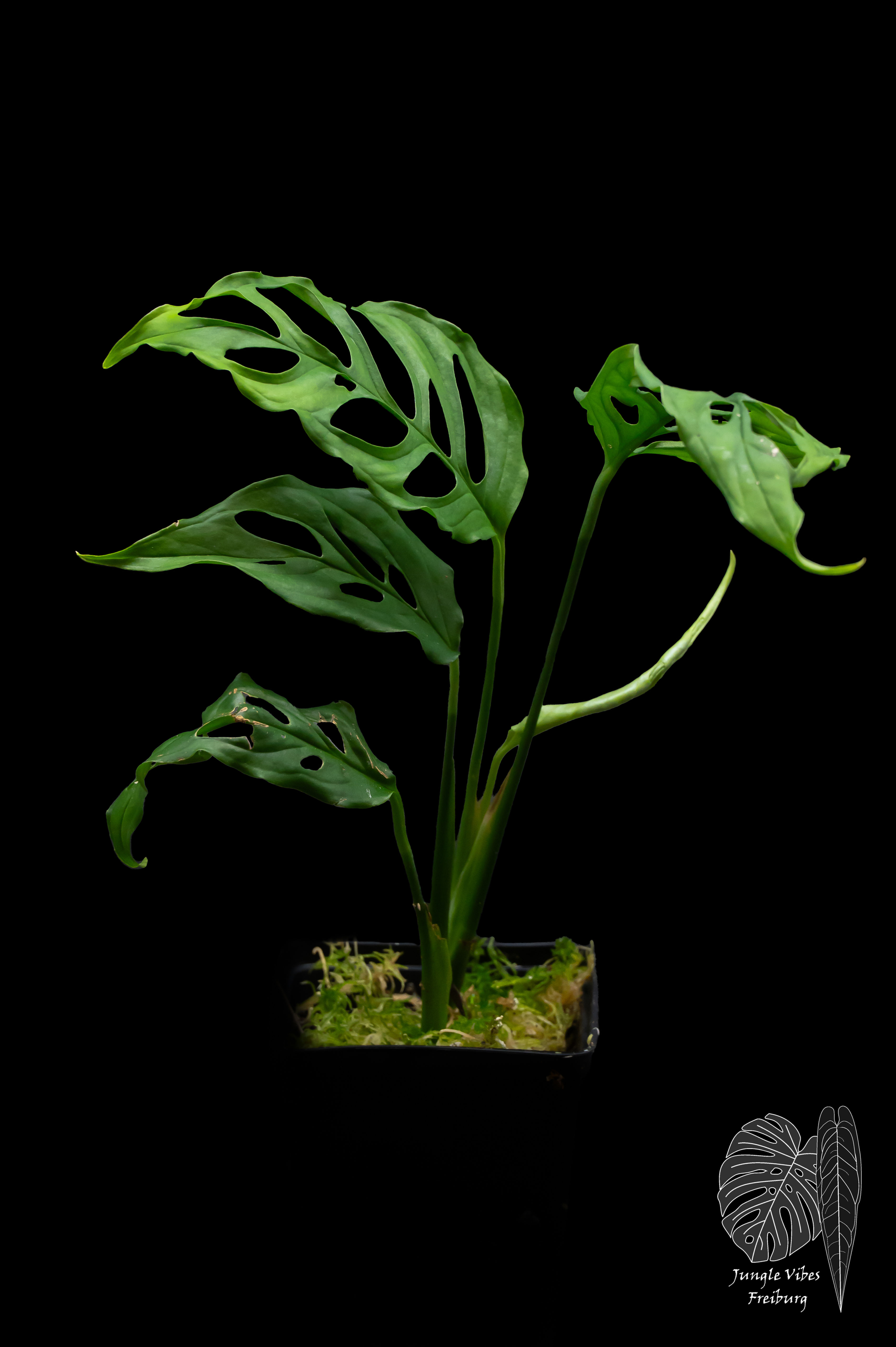 Monstera obliqua 'Peru'