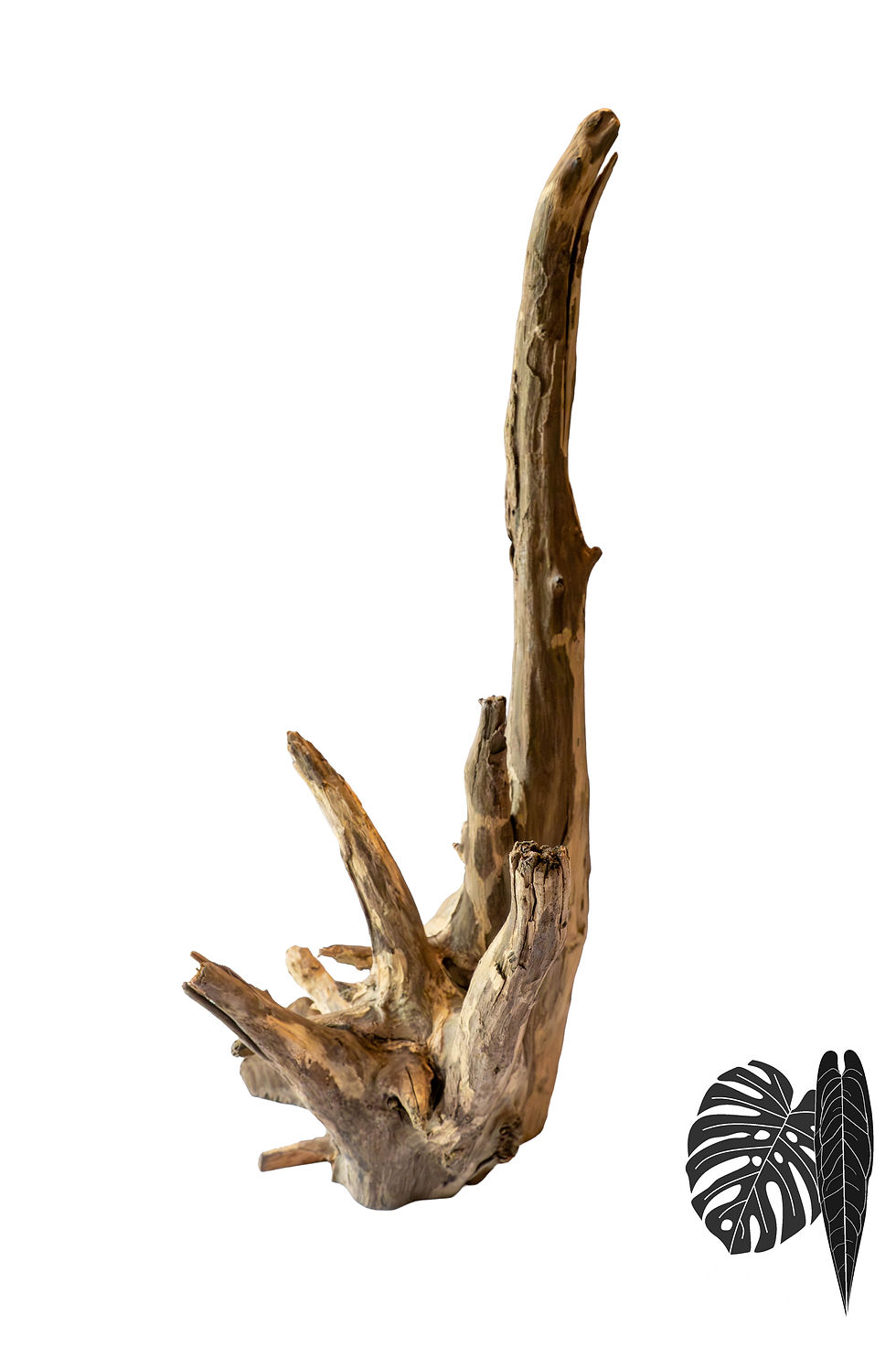 Miniaturbild: Corbo Root stehend XL