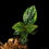 Miniaturbild: Sonerila maculata