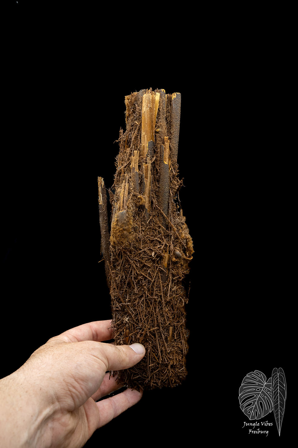 Miniaturbild: Xaxim Stamm, halbrund (Dicksonia squarrosa)