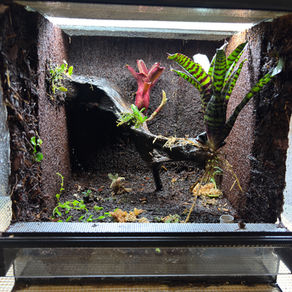 Terrariengestaltung: Aufzuchtbecken für Frösche