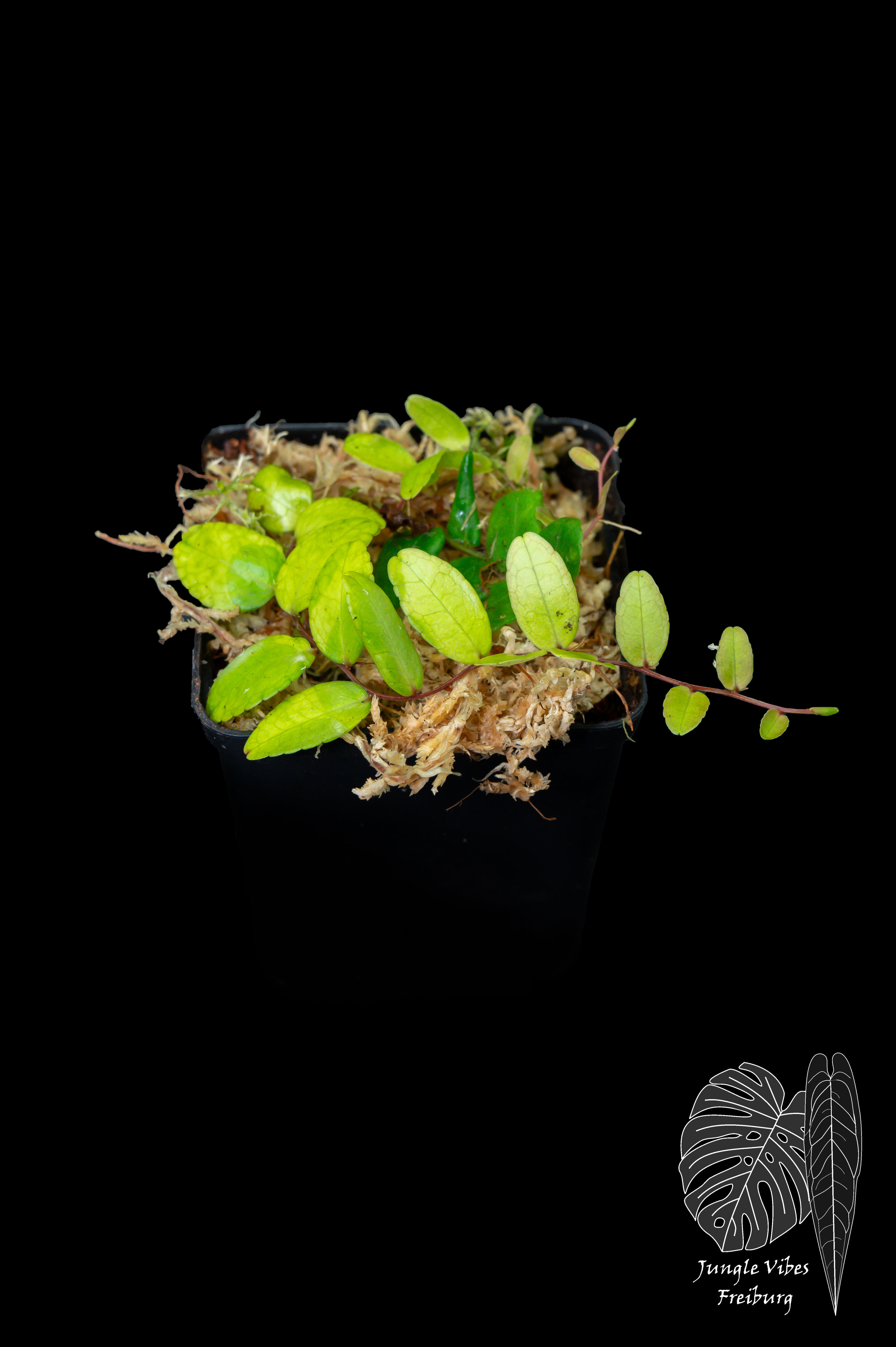 Marcgravia spec. Kolumbien