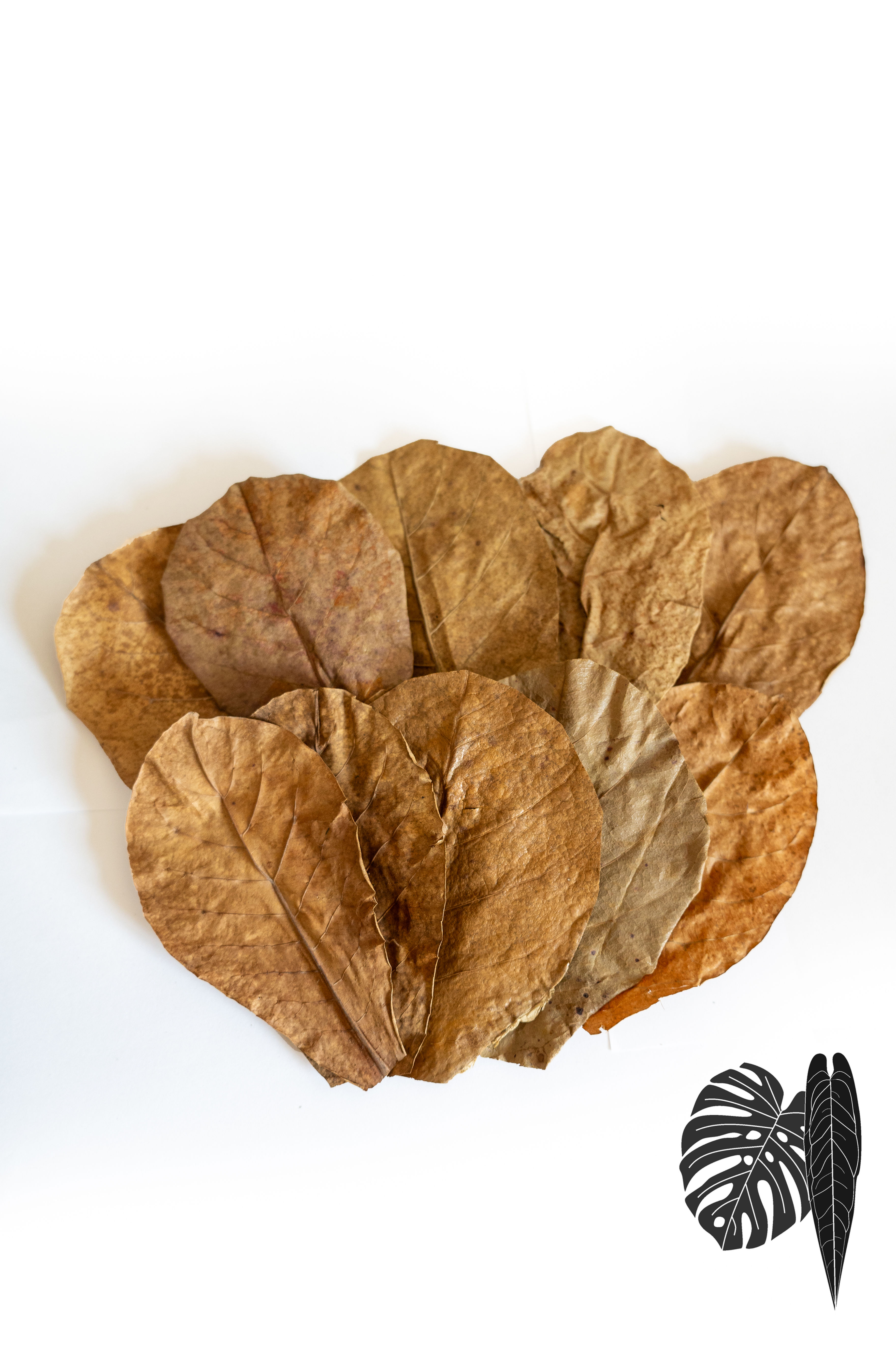 Seemandelbaum Blätter 10x