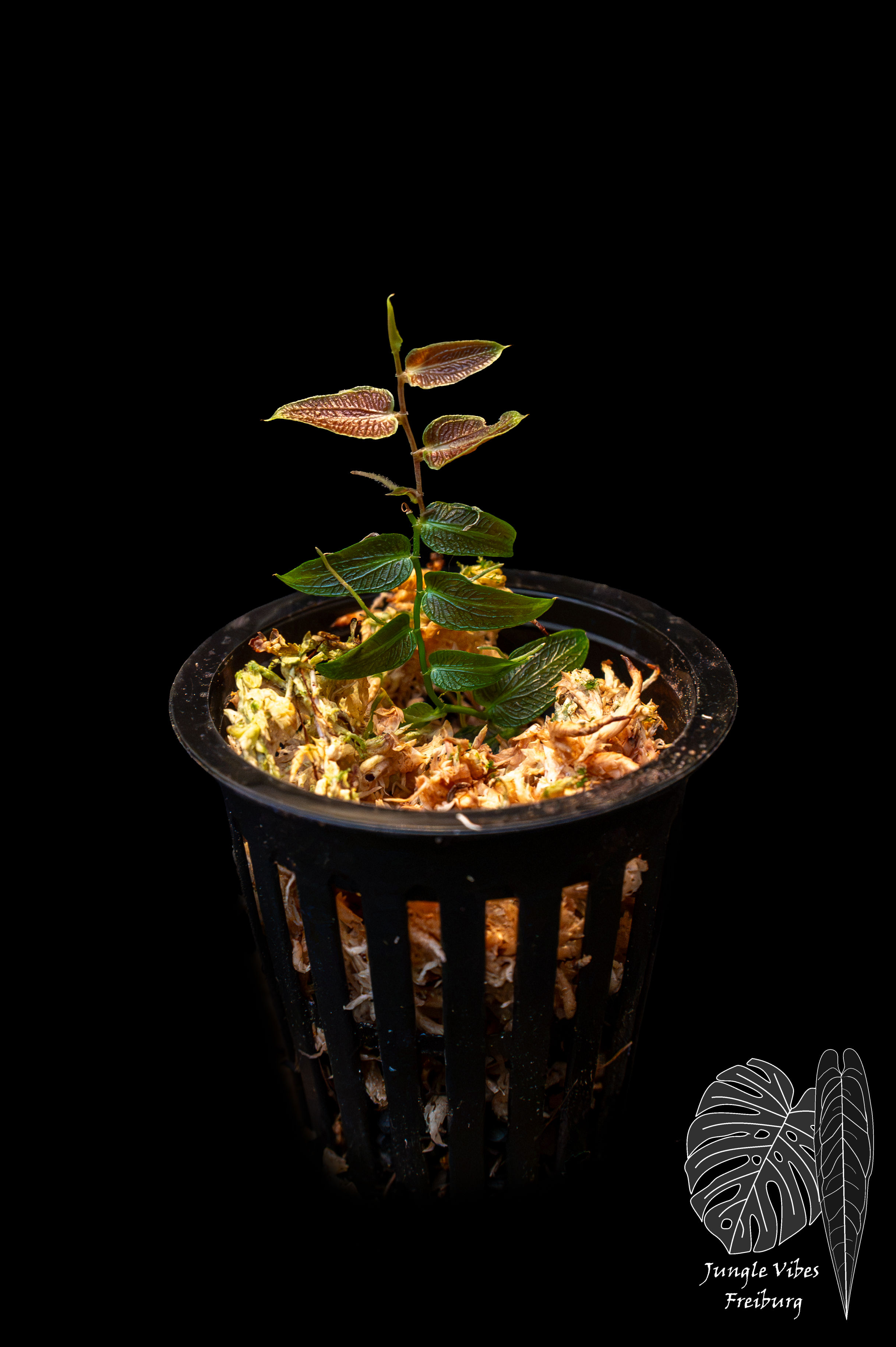 Pothos barberianus
