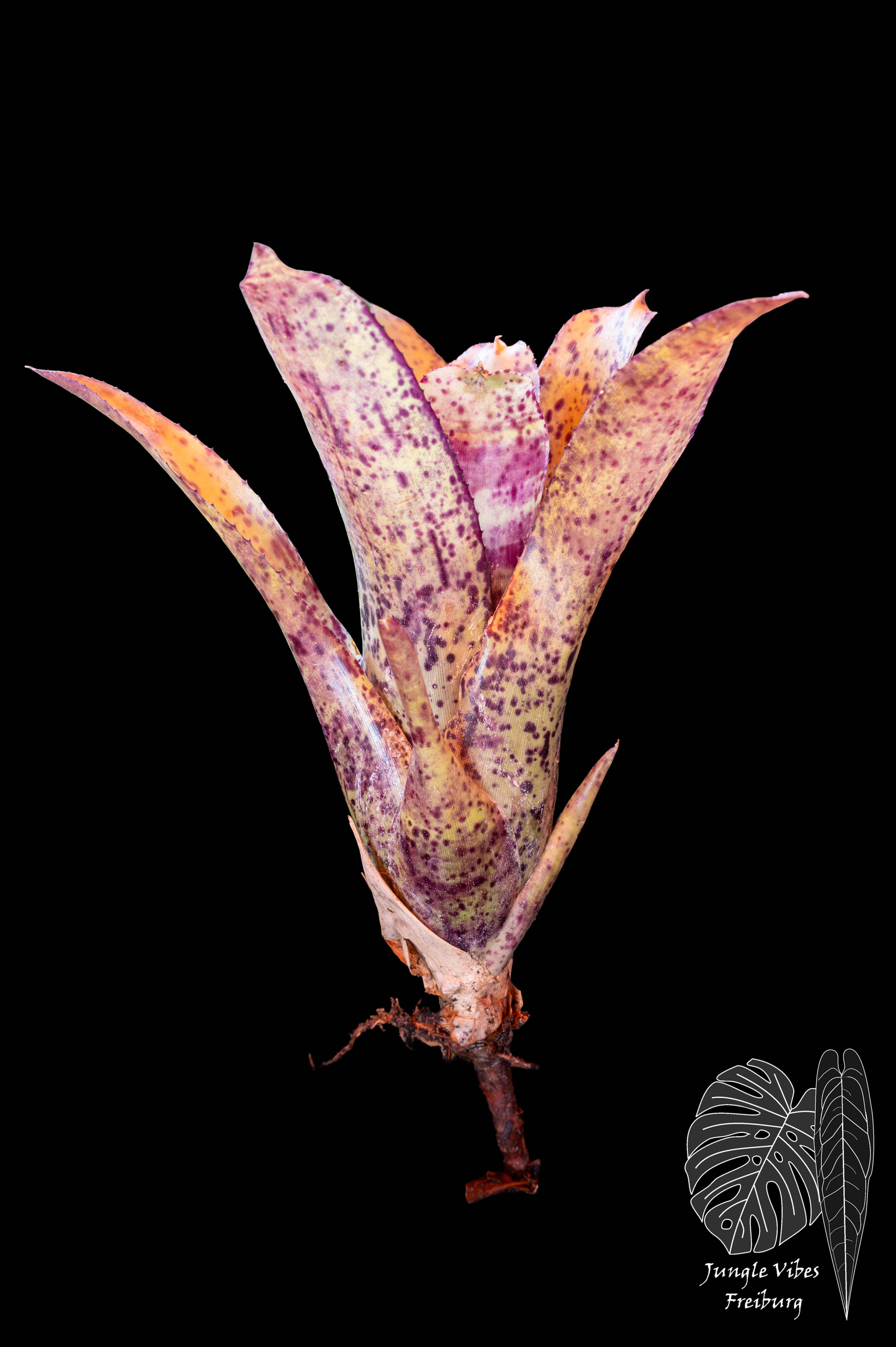 Neoregelia 'Shamrock'