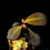 Miniaturbild: Hoffmannia discolor