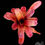 Miniaturbild: Neoregelia Fireball spotted