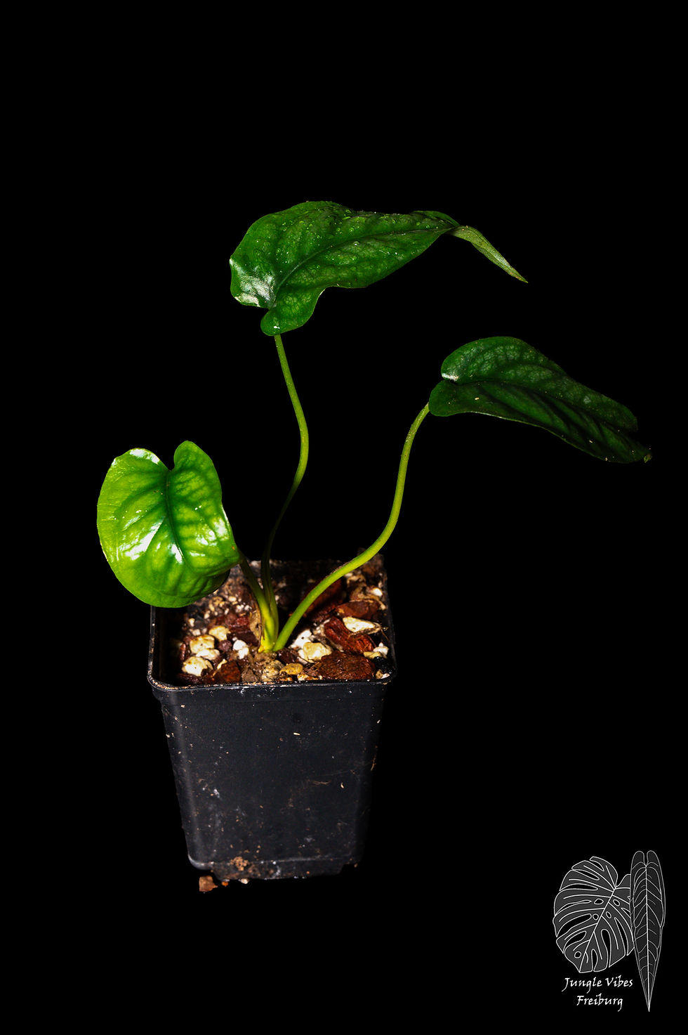 Miniaturbild: Monstera siltepecana