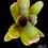 Miniaturbild: Neoregelia 'Guinea'