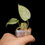 Miniaturbild: Philodendron 'majestic' (sodiroi x melanochrysum)
