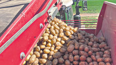 Pace, carote e patate