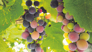 Quel buon, vecchio vino di uva americana