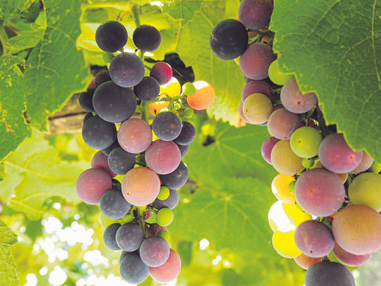 Quel buon, vecchio vino di uva americana