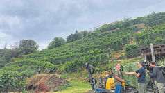 2026: in arrivo un vino di alta qualità e uno stop a nuovi impianti di Merlot