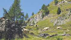 Vacche al pascolo a Campo la Torba