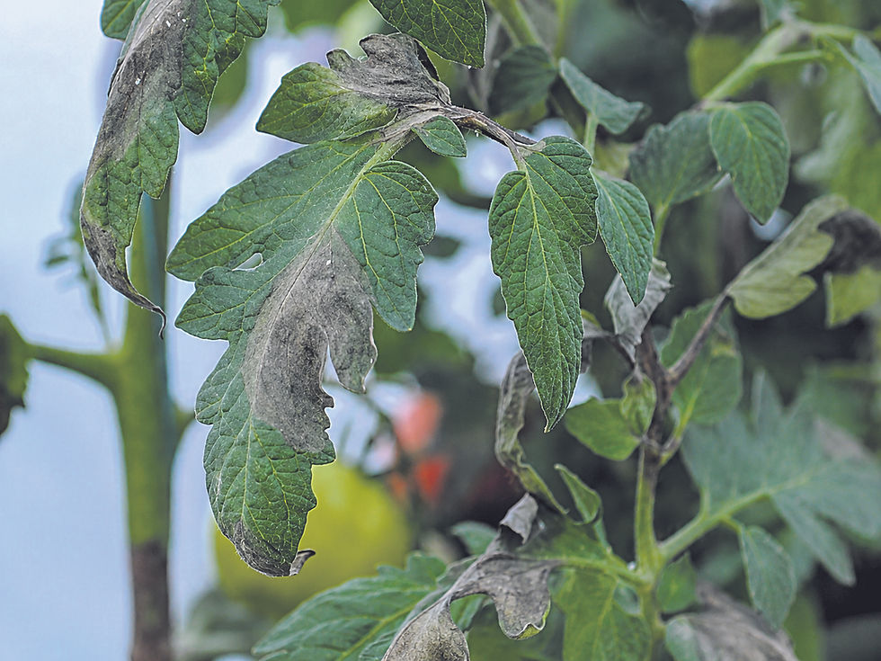 Danni da peronospora su una piantina di pomodori.