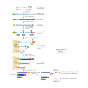 A detailed protocol for iTP-Seq