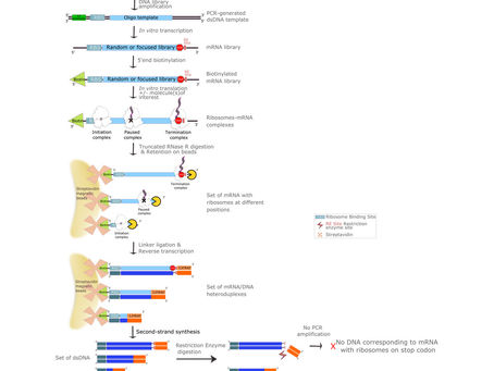 Protocole détaillé pour l'iTP-Seq