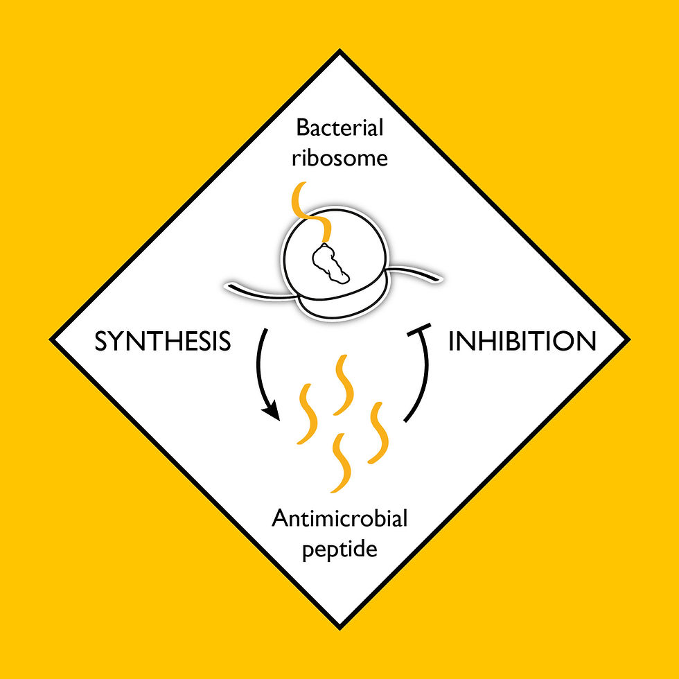 Using the ribosome to make peptides that inhibit the ribosome