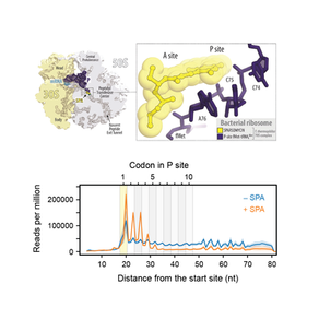 Sparsomycin inhibits all ribosomes alike