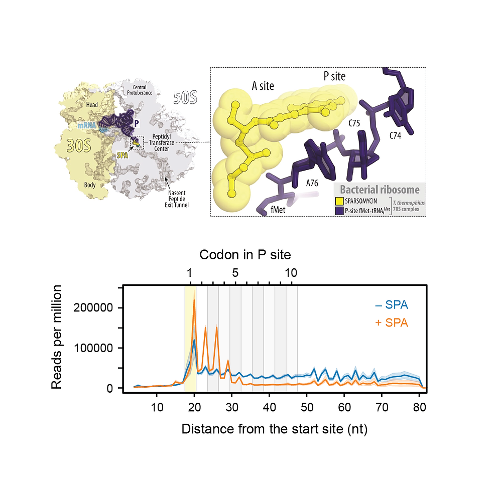 Sparsomycin inhibits all ribosomes alike