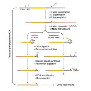 Characterizing ribosomal stalling landscapes in vitro