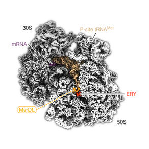 Induction of msrD by a drug-dependent arrest peptide